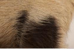 Photo Textures of Fur